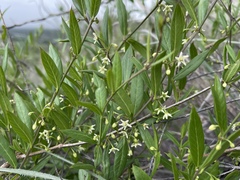 Metastelma barbigerum