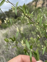 Metastelma barbigerum