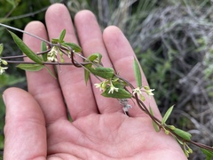 Metastelma barbigerum