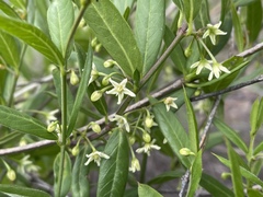 Metastelma barbigerum