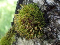 Ulota bruchii