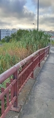 Arundo donax