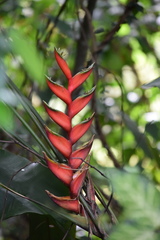 Heliconia stricta