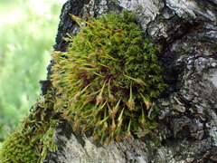 Ulota bruchii