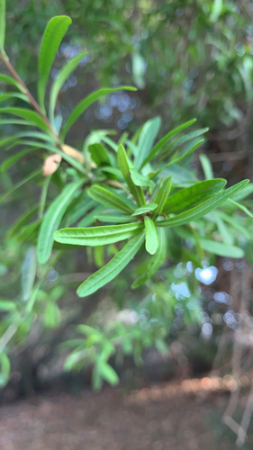 photo of Narrowleaf Forestiera (Forestiera angustifolia)