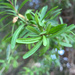 photo of Narrowleaf Forestiera (Forestiera angustifolia)