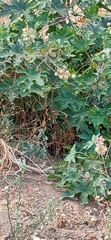 Ricinus communis