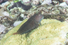 Cirripectes stigmaticus