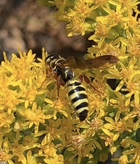 Myzinum quinquecinctum
