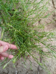 Corispermum hyssopifolium