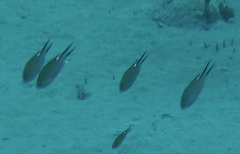 Azurina multilineata