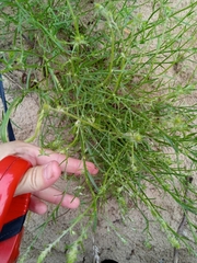 Corispermum hyssopifolium