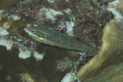 Thalassoma quinquevittatum