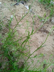 Corispermum hyssopifolium