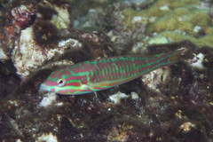 Thalassoma quinquevittatum