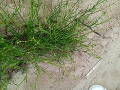 Corispermum hyssopifolium