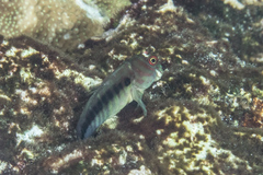 Cirripectes polyzona