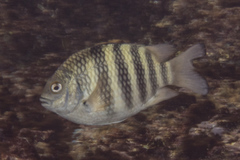 Abudefduf septemfasciatus