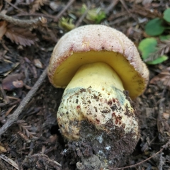 Butyriboletus abieticola