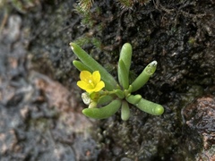Phemeranthus parvulus