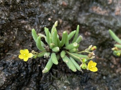 Phemeranthus parvulus