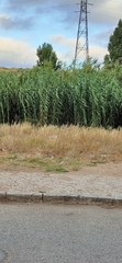 Arundo donax