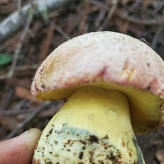 Butyriboletus abieticola