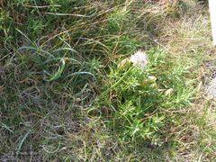 Allium ericetorum