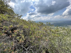 Comarostaphylis polifolia