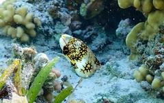 クモウツボ