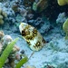 クモウツボ