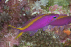 Mirolabrichthys tuka