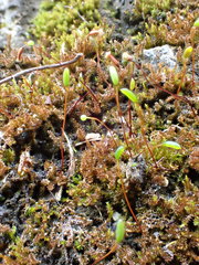 Campylophyllum halleri