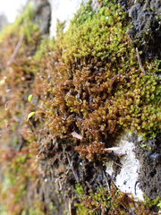Campylophyllum halleri