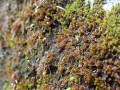 Campylophyllum halleri