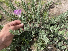Ipomoea lenis