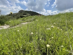 Cyperus seslerioides