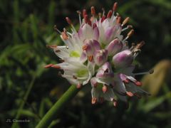 Allium ericetorum