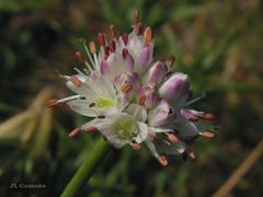 Allium ericetorum