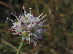 Allium ericetorum
