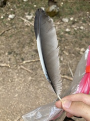 Garrulus glandarius graecus