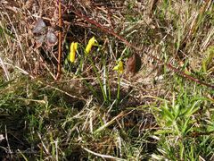 Narcissus cyclamineus