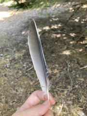 Garrulus glandarius graecus