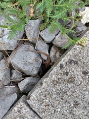 Podarcis muralis