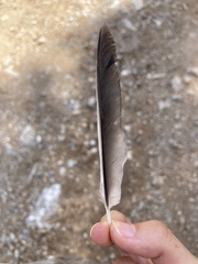 Garrulus glandarius graecus