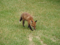 Vulpes vulpes