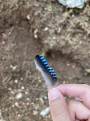 Garrulus glandarius graecus