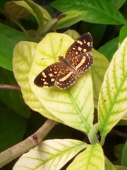Lepidoptera