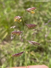 Bouteloua dactyloides