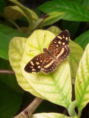 Lepidoptera